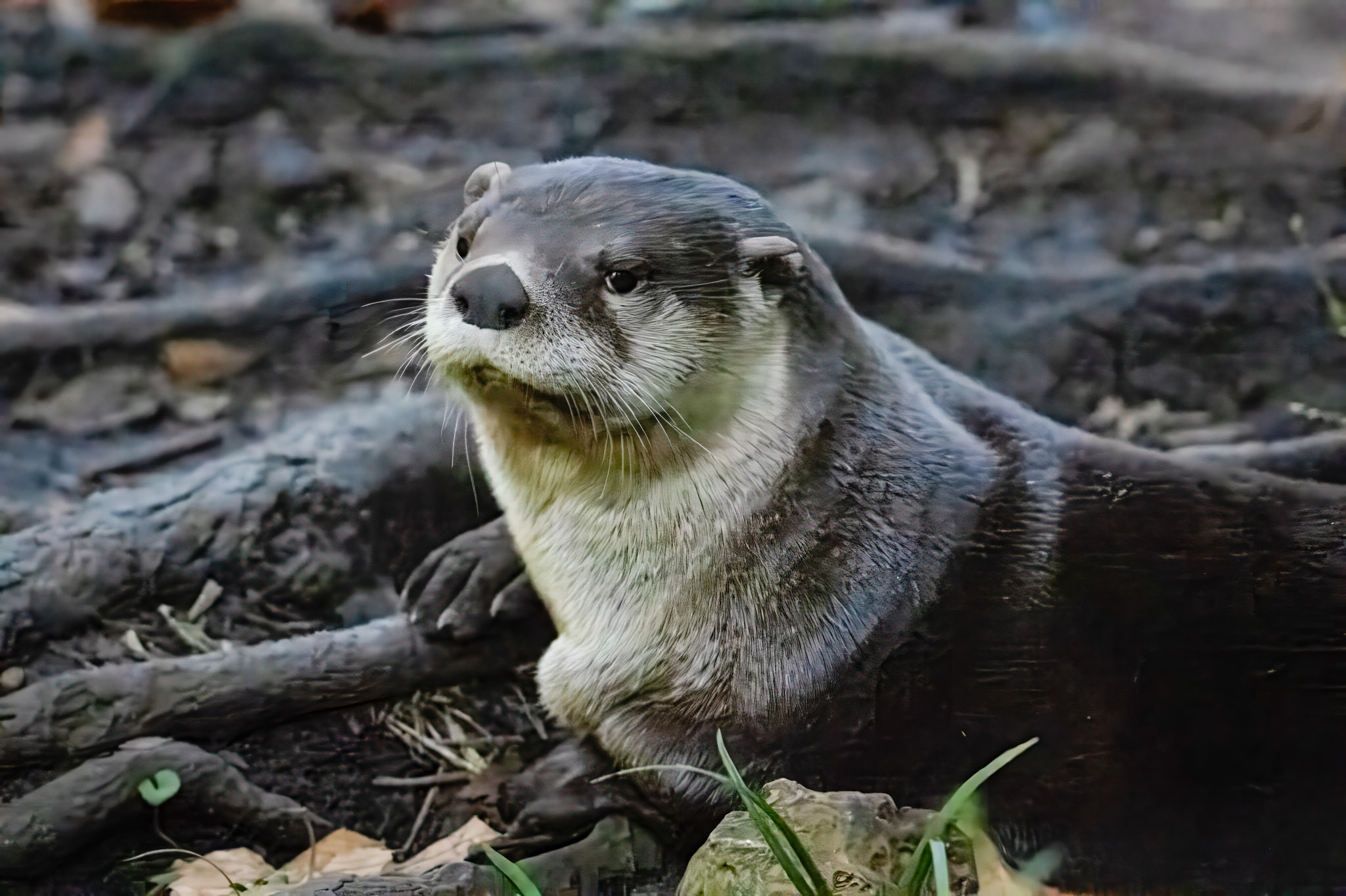 Otter