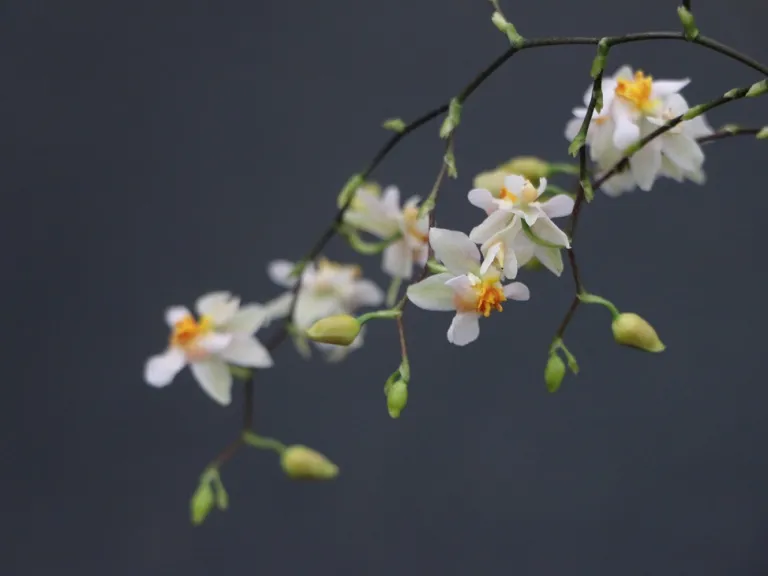 Oncidium Twinkle 'Fragrant Fantasy' flowers