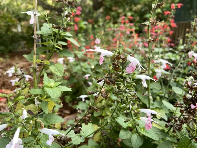Salvia coccinea (Summer Jewel™ Pink) flowers