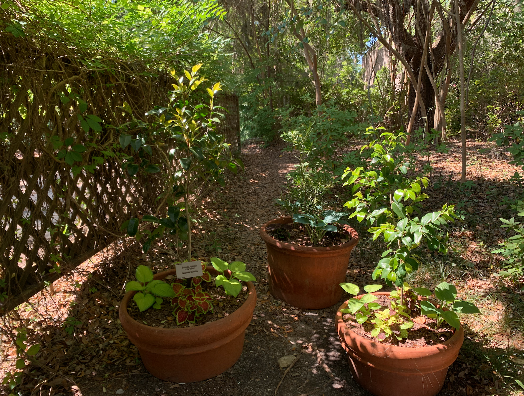 Three orange ceramic pots, holding 5 plants each, sit beside a fence. There are four small plants and one tall tree per pot. 