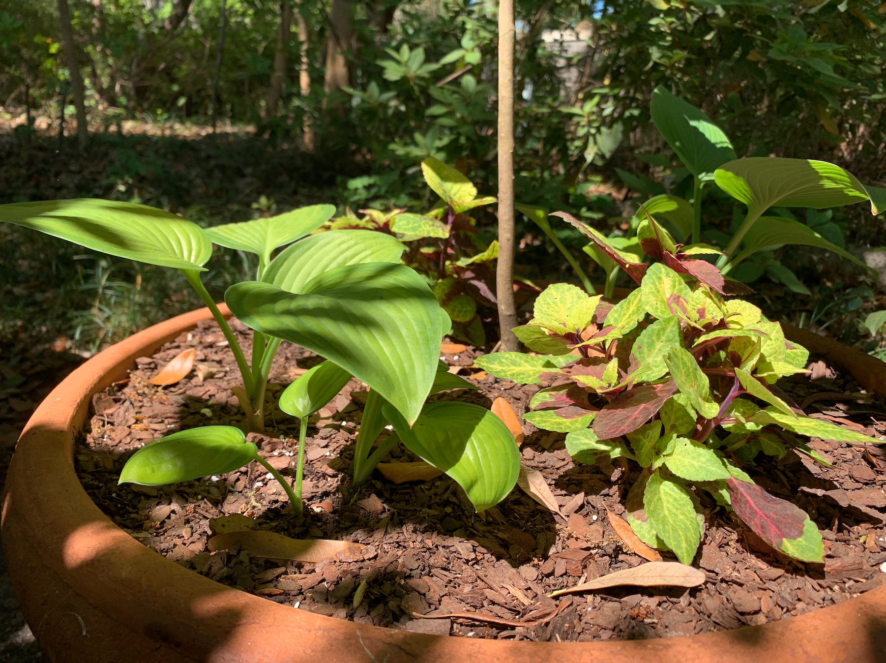 Side view of one of the orange ceramic containers near Austin’s Harvest. Large green and red leaves sprout from the container. 