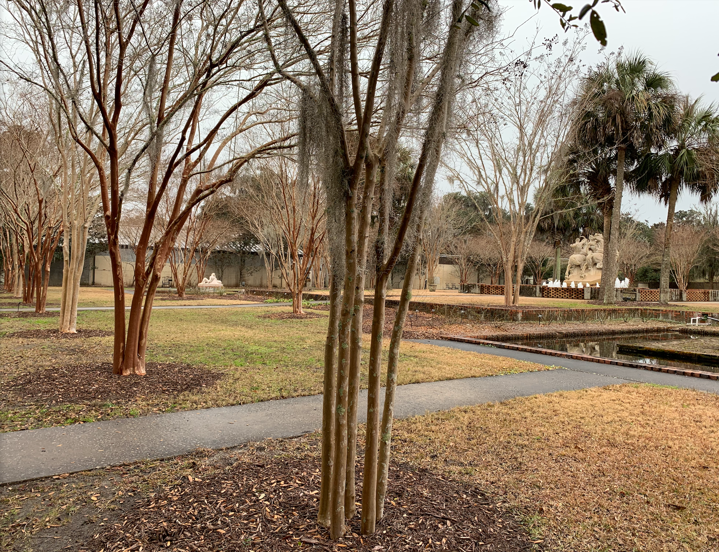 There are six bare crape myrtles in a line at the back of the Poetry Garden. Behind this line of crape myrtles are more plants, including rose bushes, palm trees, and additional crape myrtles. 