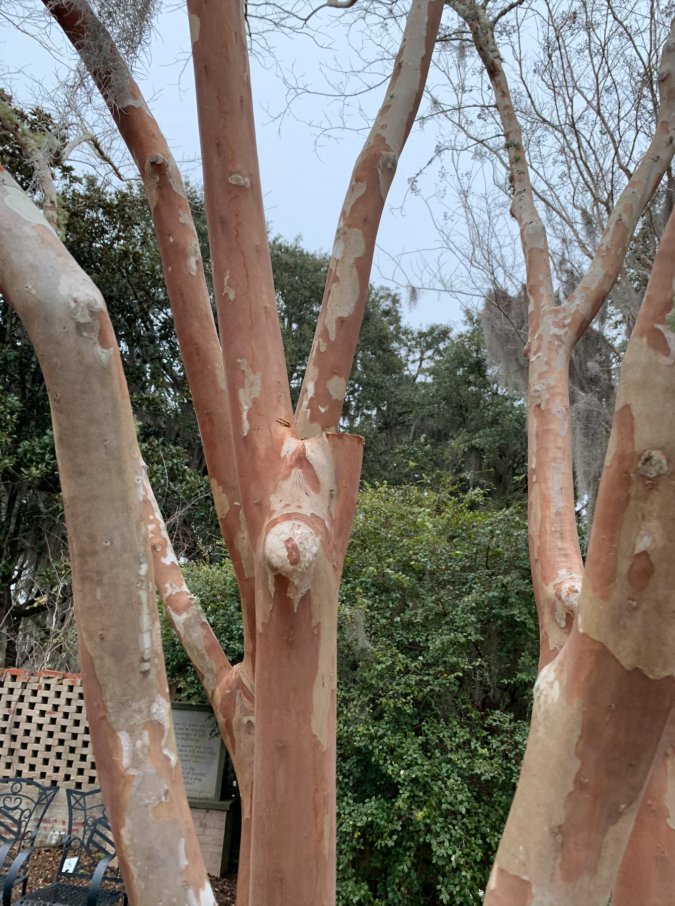 A close-up shot of a crape myrtle after pruning. A flat place can be seen in the center, caused by a pruning cut called a Crotch Cut. Their removed limb was creating a weak angle and could have damaged the tree.