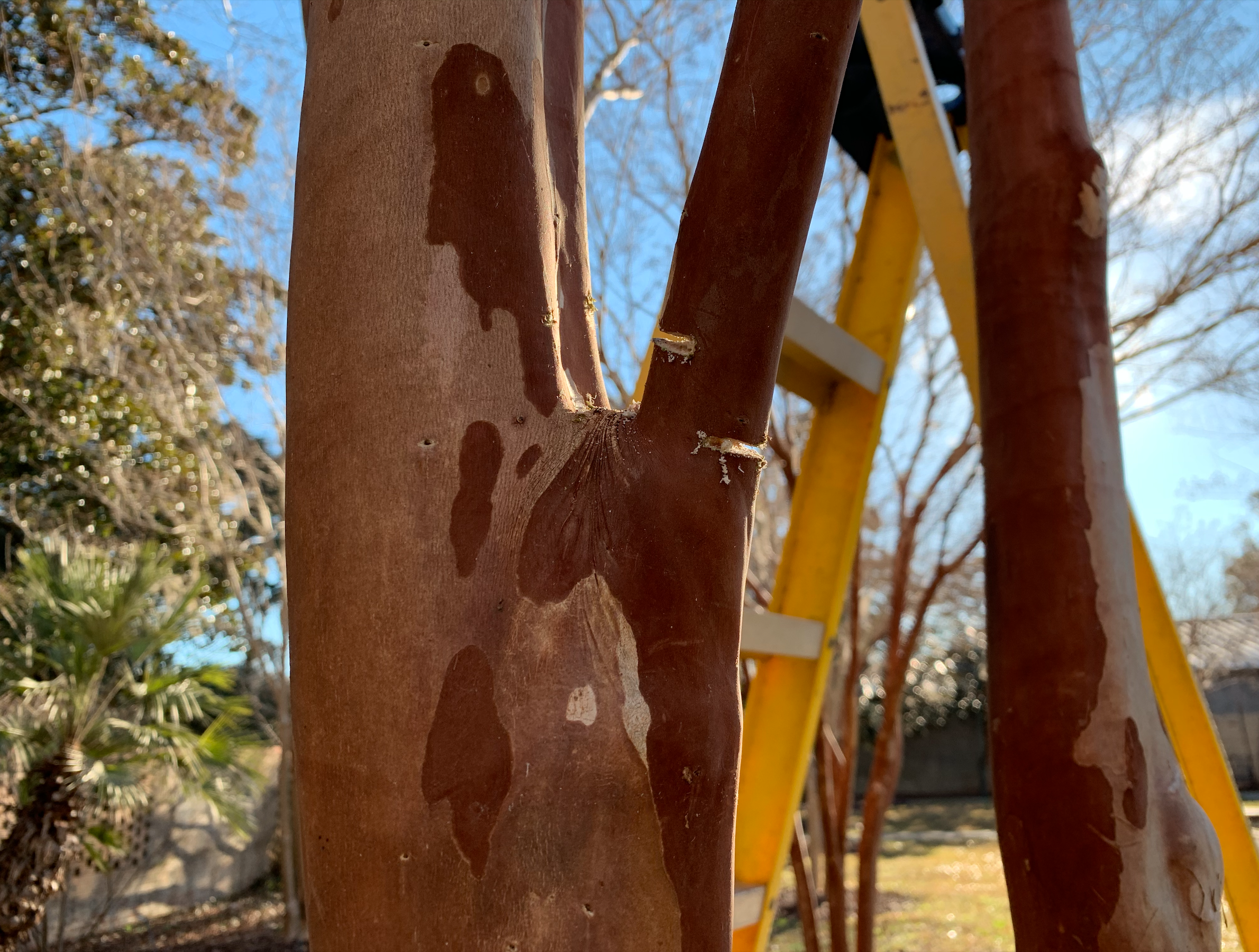 Another close-up shot of a crape myrtle. This time, the center limb is present and has two cuts towards the bottom. Behind the tree is a yellow ladder.