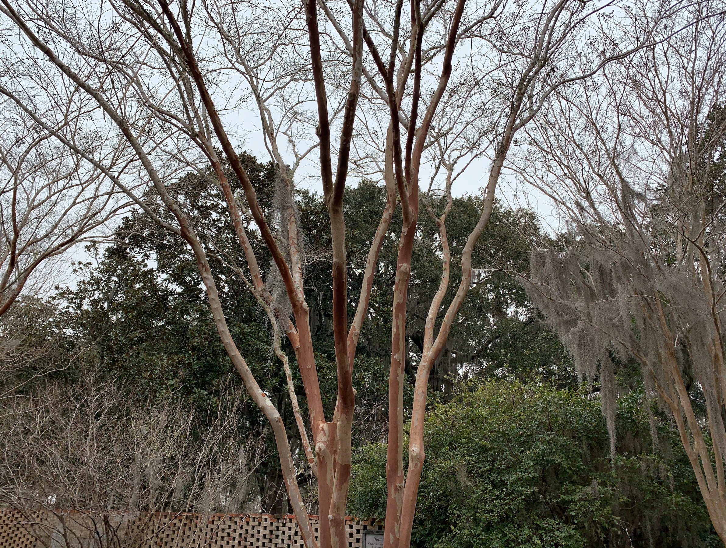 There are six bare crape myrtles in a line at the back of the Poetry Garden. Behind this line of crape myrtles are more plants, including rose bushes, palm trees, and additional crape myrtles. 