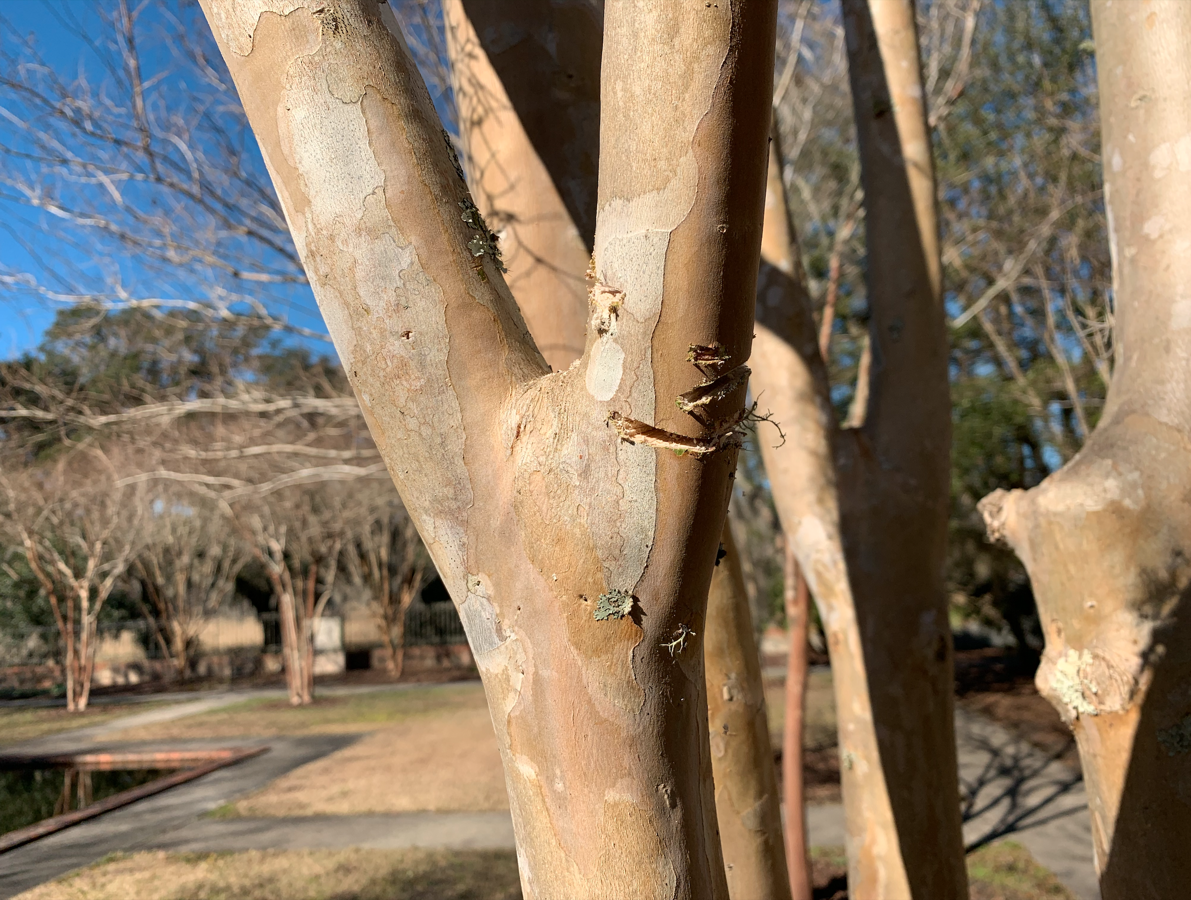 A crape myrtle limb is situated in the center of the frame. There is an uppercut on the left and a lower cut on the right. Also on the right are two more cuts: an attempted diagonal cut and a successful diagonal cut. 