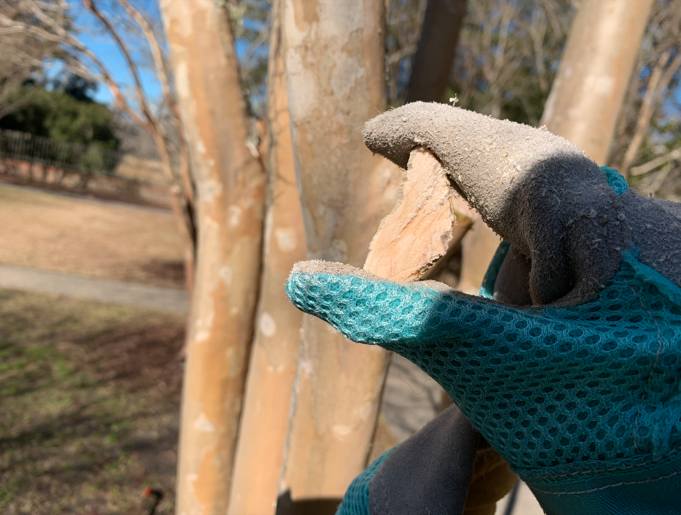 A light blue gardening glove is holding up a piece of Crape Myrtle wood in front of the tree. This wood is the wedge piece that was removed to make sawing easier. 