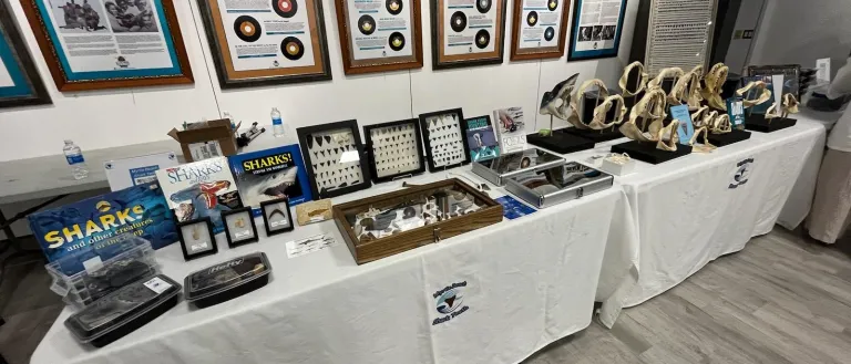 Charles Shelton Jr _ Fossils and Sharks teeth display