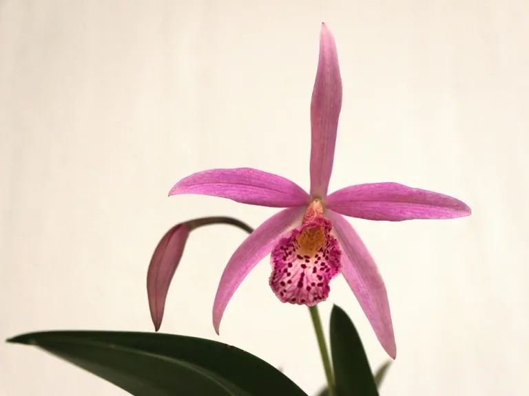 × Brassocattleya Sunset Glory flower