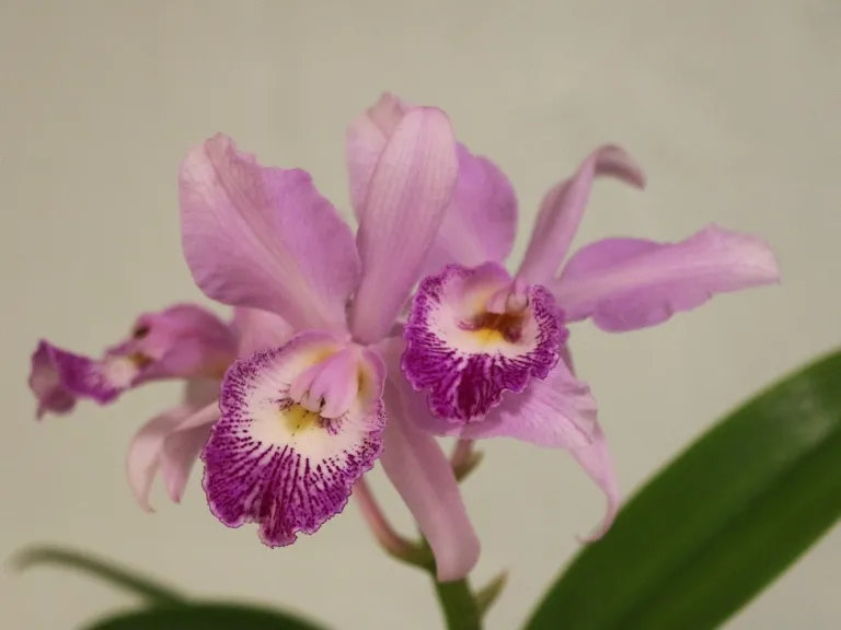 × Caulocattleya Spring Fragrance 'Paradise' flower