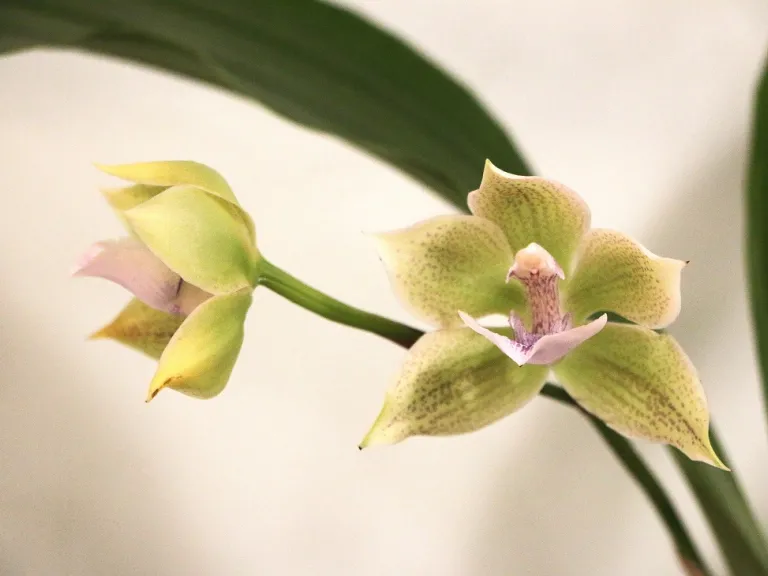 × Ianclarkara Cheyenne Marie 'Lemoncello' flower