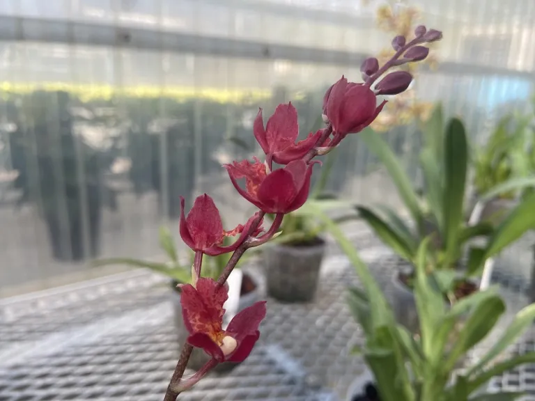 × Leomesezia Lava Burst 'Puanani' flower