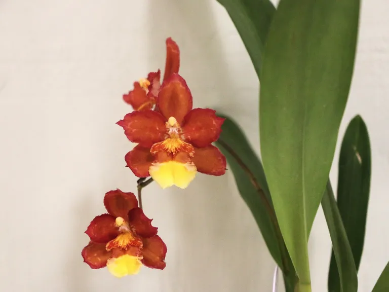 × Oncostele Firecat 'Harmony' flower