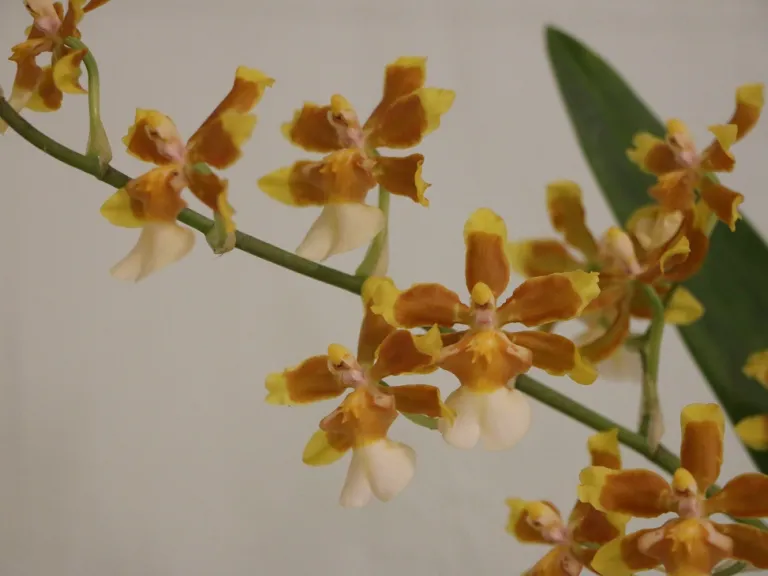 × Oncostele Hilo Firecracker 'Lucky Strike' flowers