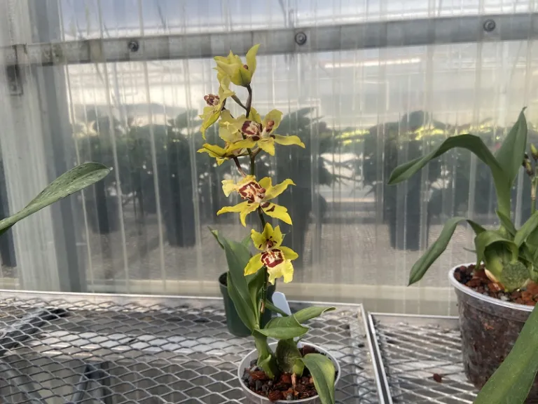 × Oncostele Wildcat 'Yellow' flowering habit