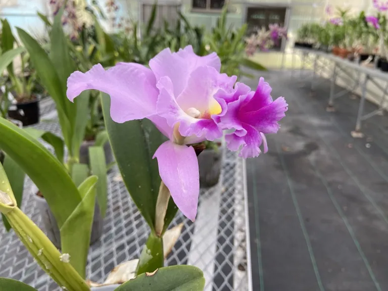 × Rhyncatlaelia Night Moves 'Fantasy' x Rlc. Always Dream 'Volcano Queen' flower