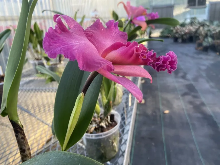 × Rhyncholaeliocattleya [Red Oconee x (C. Horace x Ctt. Sun Mist)] flower