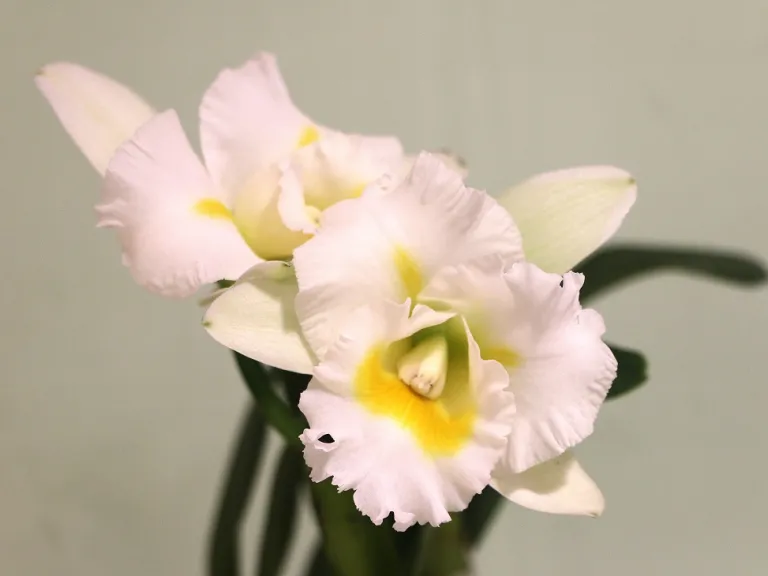 × Rhyncholaeliocattleya Island Charm 'O.C.' flower