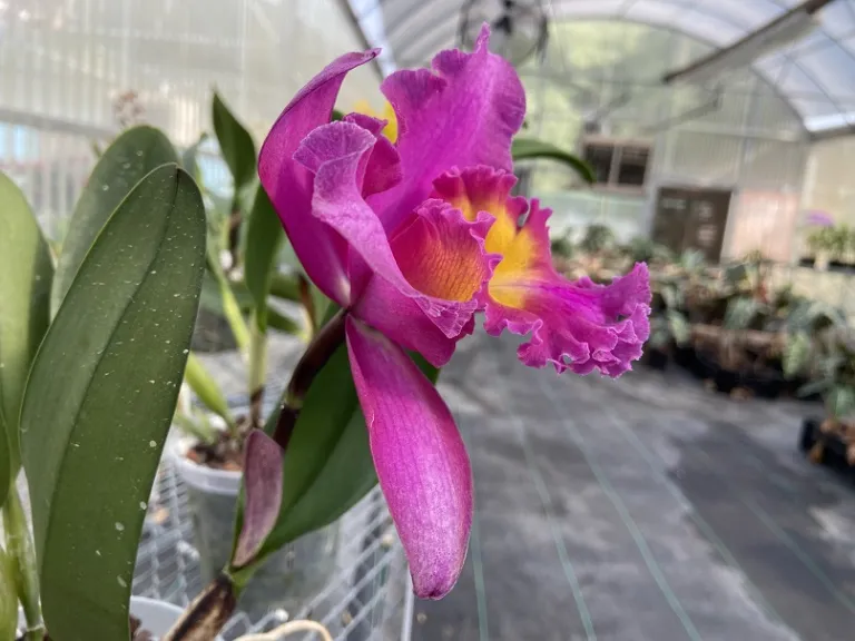 × Rhyncholaeliocattleya Miki Kobayashi 'Dee' flower