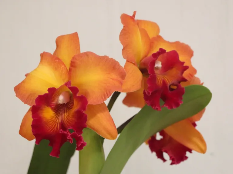 × Rhyncholaeliocattleya Siam Aurora x Tungnoi Orange