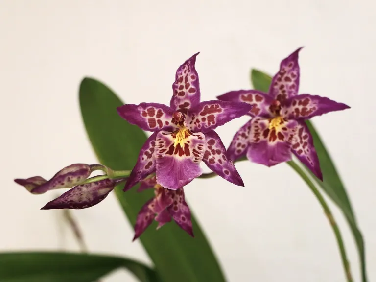 × Wilhelmara Shibumi 'Purple Rain' flowers