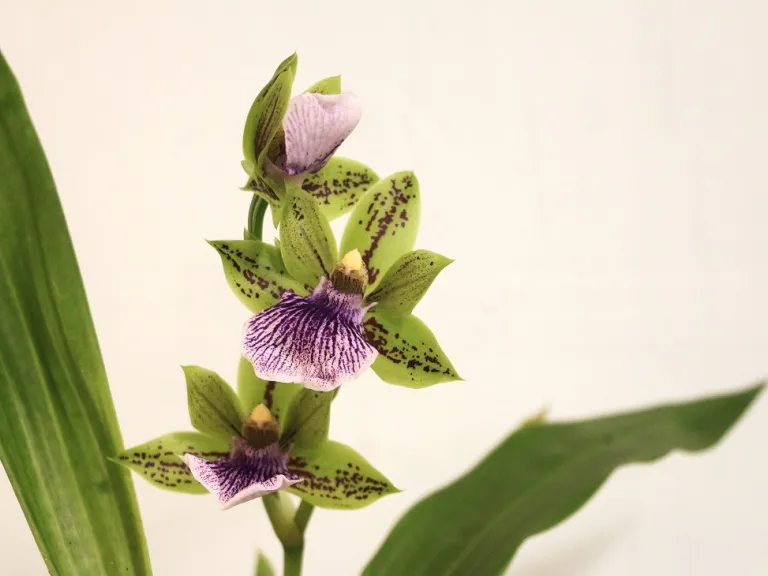 × Zygoneria Sweet Jade 'Sweet Cheyenne' flowers