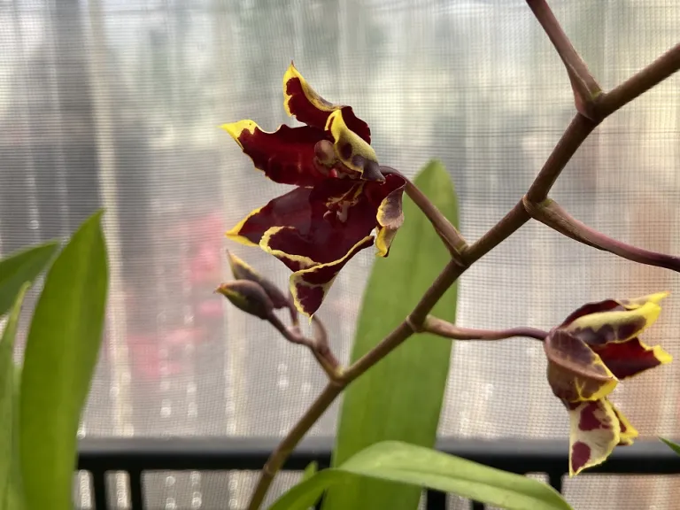 ×Oncostele Wildcat 'Golden Red Star' flower