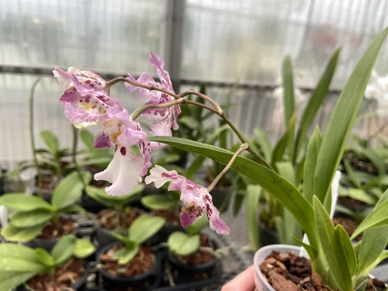 ×Zelenkocidium Calico Gem flowers