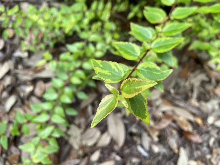 Abelia ×grandiflora 'Kaleidoscope' foliage