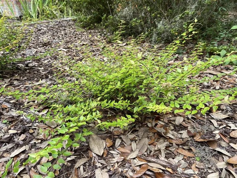 Abelia × grandiflora 'Kaleidoscope' habit