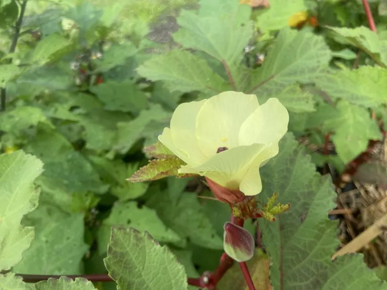 Abelmoschus esculentus 'Choppee' flower