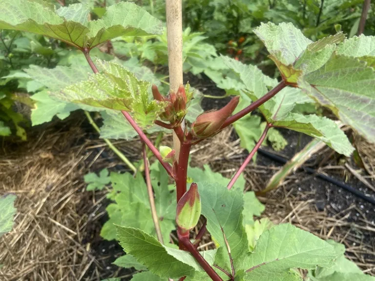 Abelmoschus esculentus 'Choppee' flower buds