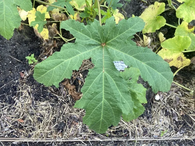 Abelmoschus esculentus 'White Velvet' foliage