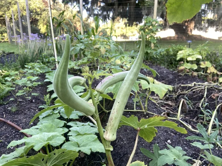 Abelmoschus esculentus 'White Velvet' fruit