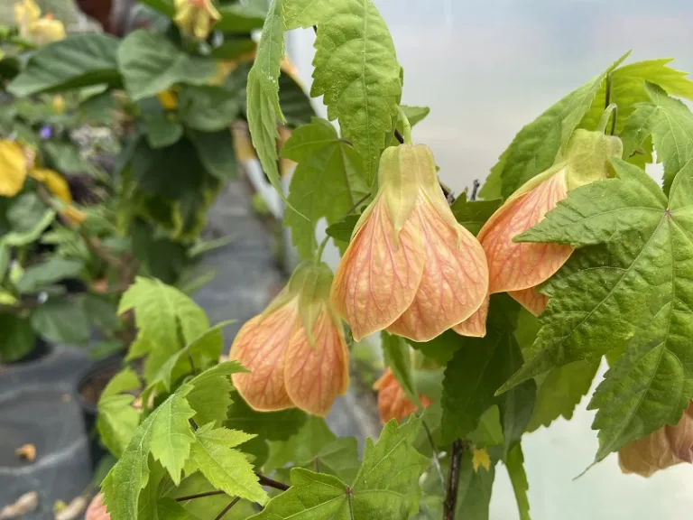 Biltmore Ball Gown Plant