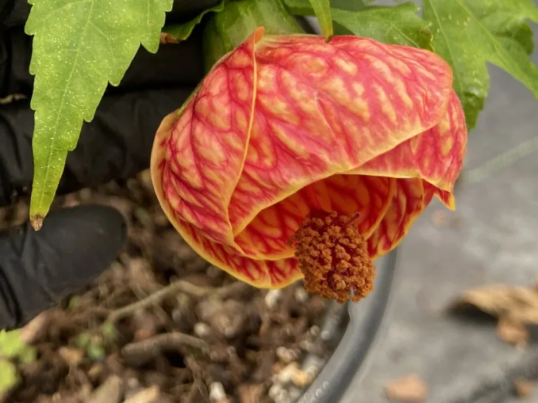 Biltmore Ball Gown Plant