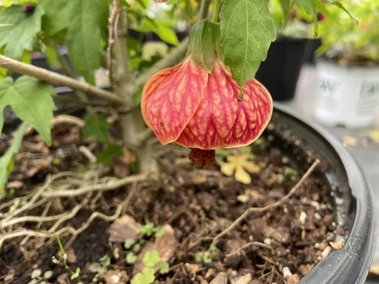 Biltmore Ball Gown Plant