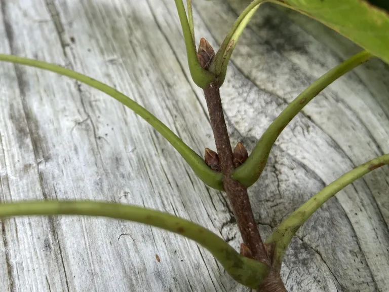 Acer diabolicum axillary buds