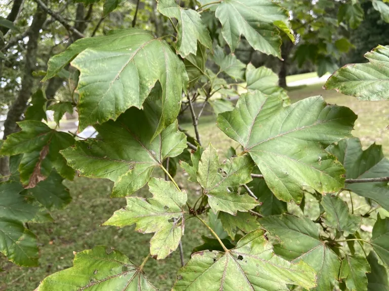 Acer diabolicum foliage