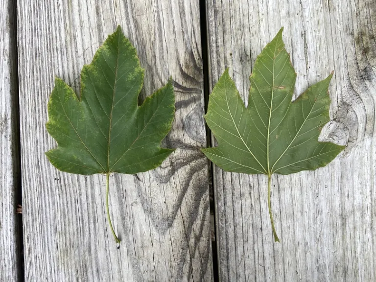 Acer diabolicum leaf front and back