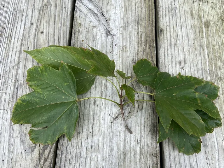 Acer diabolicum stem