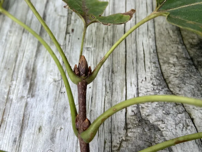 Acer diabolicum terminal buds