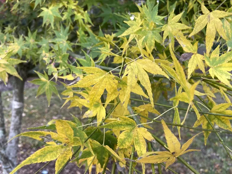 Acer palmatum 'Ukon' fall foliage