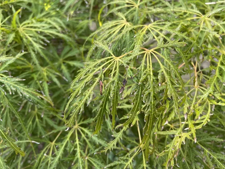 Acer palmatum var. dissectum 'Dissectum Atropurpureum' foliage