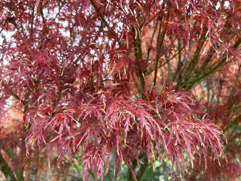 Acer palmatum var. dissectum 'Seiryu' fall foliage