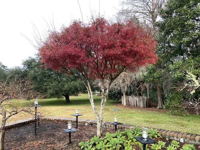 Acer palmatum var. dissectum 'Seiryu' fall habit