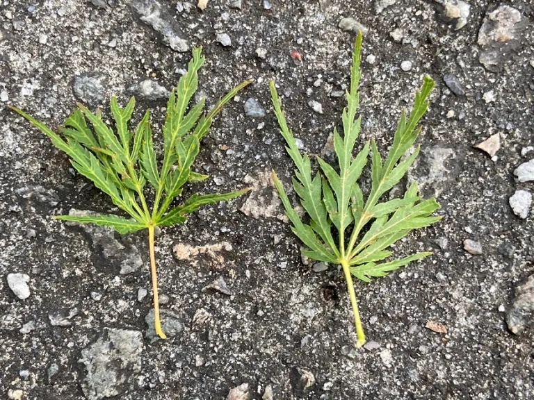 Acer palmatum var. dissectum 'Seiryu' leaf front and back