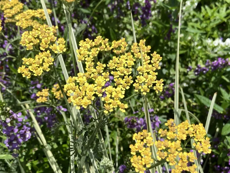 Achillea 'Terracotta' flowers