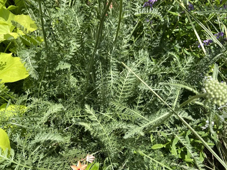 Achillea 'Terracotta' foliage