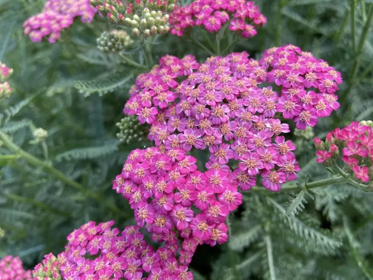 Achillea (Summer Pastels Group) flower